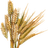 Dried Barley (Primitive Plus)