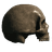 Skull (Right Facing No Jaw)