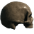 Skull (Right Facing No Jaw or Teeth)