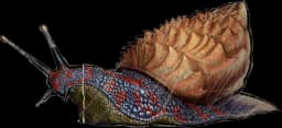 Achatina