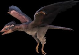 Archaeopteryx