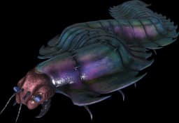 Arthropluera