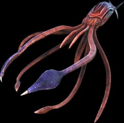 Astral Tusoteuthis