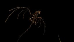 Skeletal Fire Wyvern