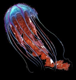 Chrysaora