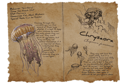 Chrysaora