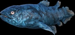 Aberrant Coelacanth