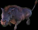 Daeodon