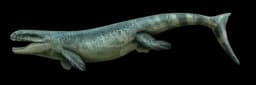 Dakosaurus