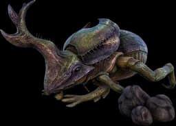 Dung Beetle