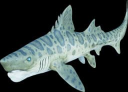 Helicoprion