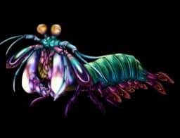 Homarus