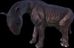 Aberrant Paraceratherium