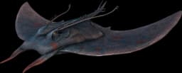 Manta