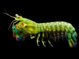 Mantis Shrimp