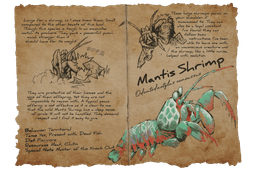 Mantis Shrimp