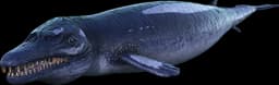 Basilosaurus