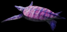 Ocepechelon