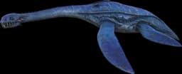 Plesiosaur