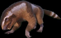 Aberrant Purlovia