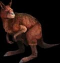 R-Procoptodon