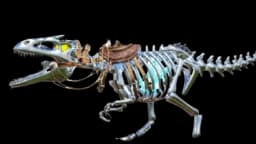 Skeletal Giganotosaurus