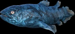 Valentine's Coelacanth