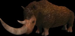 Woolly Rhino
