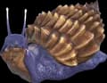 Achatina