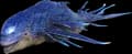 Astrodelphis