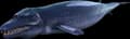 Basilosaurus
