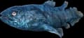 Aberrant Coelacanth