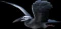 Ichthyornis