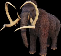 Mammoth