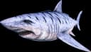 Megalodon