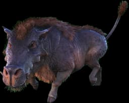 Daeodon