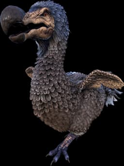 Dodo