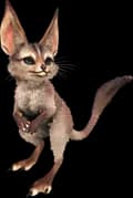 Jerboa