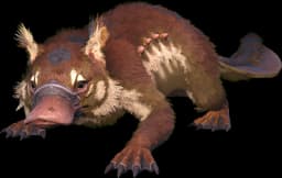 Maewing