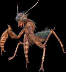 Mantis