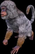 Mesopithecus