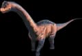 Brontosaurus