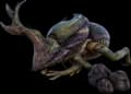 Dung Beetle