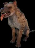 Hyaenodon