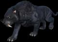 Sabertooth