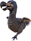 Bunny Dodo
