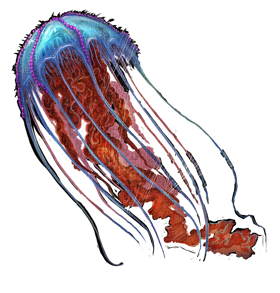 Chrysaora