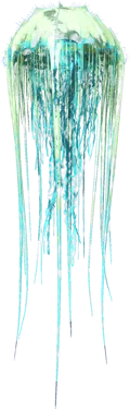 Cnidaria