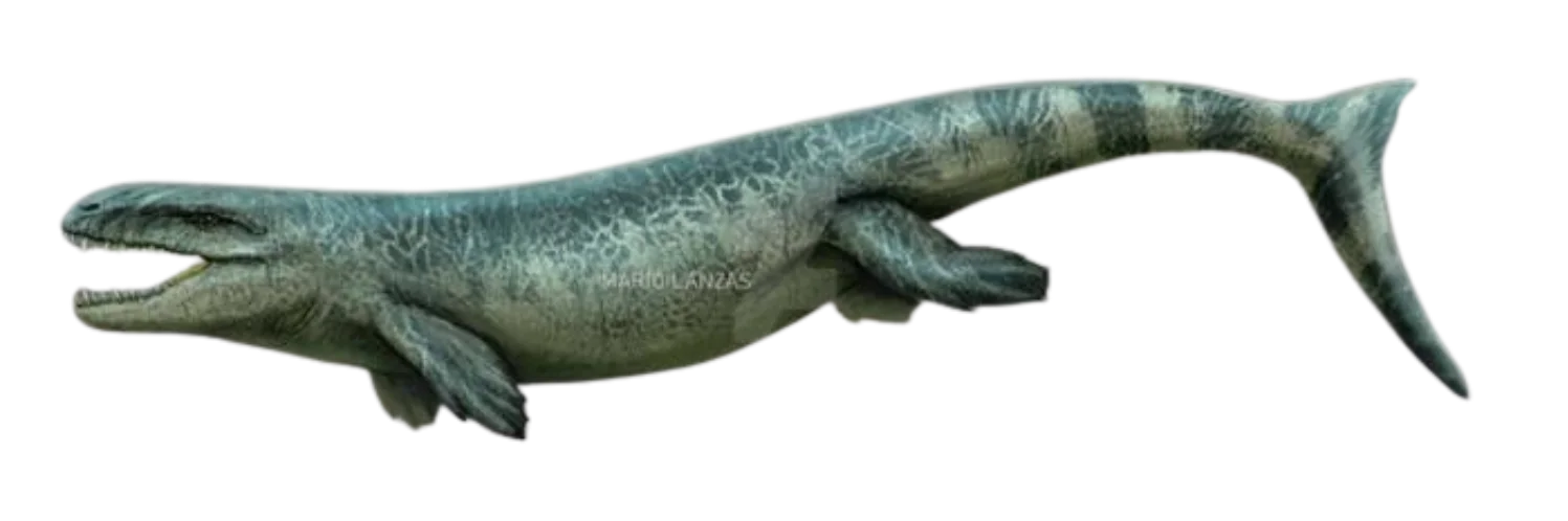 Dakosaurus