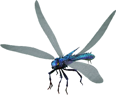 Aberrant Meganeura